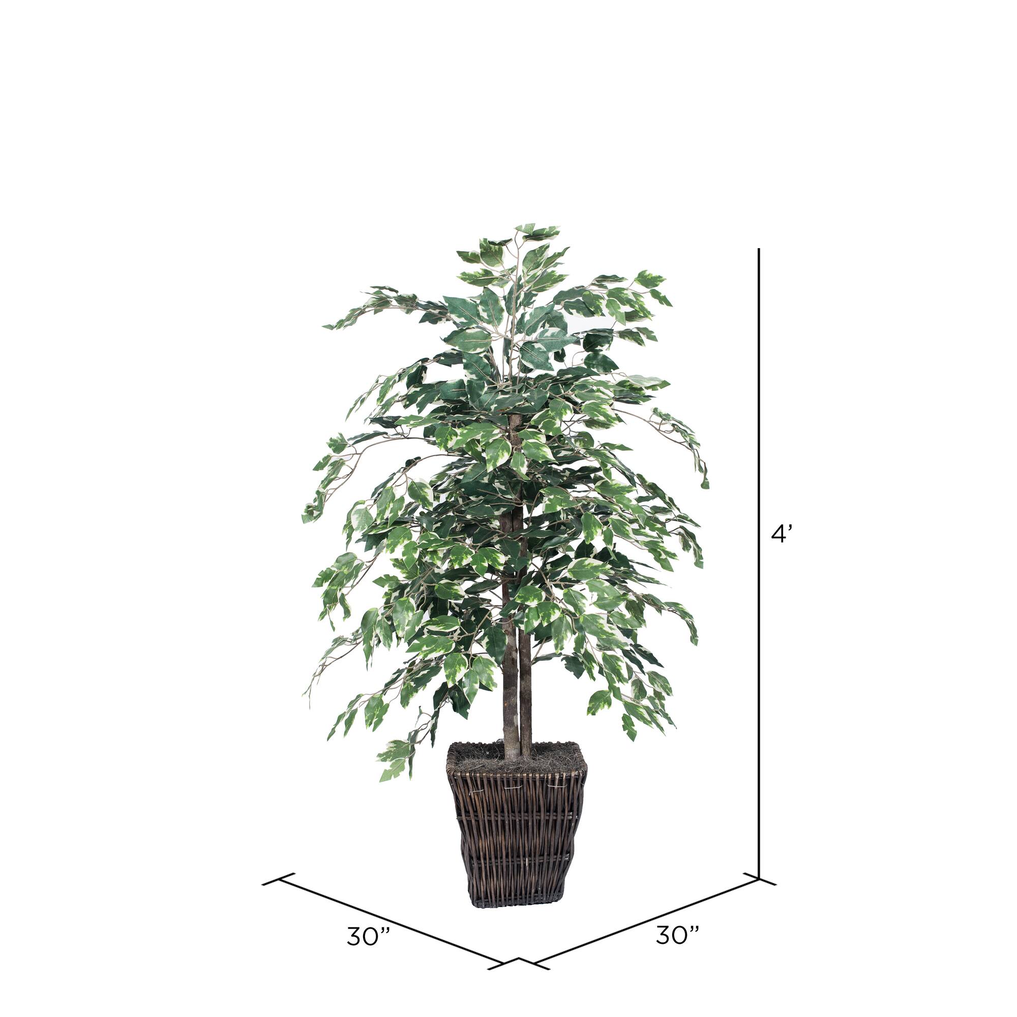 4ft. Artificial Variegated Ficus Bush with Square Willow Basket